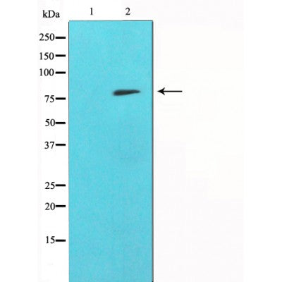 AF5008 staining COS7 by IF/ICC. The sample were fixed with PFA and permeabilized in 0.1% Triton X-100,then blocked in 10% serum for 45 minutes at 25¡ãC. The primary antibody was diluted at 1/200 and incubated with the sample for 1 hour at 37¡ãC. An  Alexa Fluor 594 conjugated goat anti-rabbit IgG (H+L) Ab, diluted at 1/600, was used as the secondary antibod