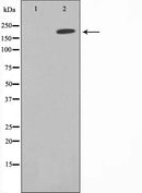 AF6070 at 1/100 staining Mouse kidney tissue by IHC-P. The sample was formaldehyde fixed and a heat mediated antigen retrieval step in citrate buffer was performed. The sample was then blocked and incubated with the antibody for 1.5 hours at 22¡ãC. An HRP conjugated goat anti-rabbit antibody was used as the secondary