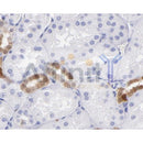 AF0243 at 1/100 staining Human kidney  tissue by IHC-P. The sample was formaldehyde fixed and a heat mediated antigen retrieval step in citrate buffer was performed. The sample was then blocked and incubated with the antibody for 1.5 hours at 22¡ãC. An HRP conjugated goat anti-rabbit antibody was used as the secondary