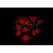 AF0243 staining 293 by IF/ICC. The sample were fixed with PFA and permeabilized in 0.1% Triton X-100,then blocked in 10% serum for 45 minutes at 25¡ãC. The primary antibody was diluted at 1/200 and incubated with the sample for 1 hour at 37¡ãC. An  Alexa Fluor 594 conjugated goat anti-rabbit IgG (H+L) Ab, diluted at 1/600, was used as the secondary antibod