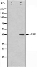 Western blot analysis on HuvEc cell lysate using hnRPD Antibody.The lane on the left is treated with the antigen-specific peptide.