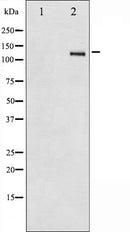 AF6085 at 1/100 staining Mouse testis tissue by IHC-P. The sample was formaldehyde fixed and a heat mediated antigen retrieval step in citrate buffer was performed. The sample was then blocked and incubated with the antibody for 1.5 hours at 22¡ãC. An HRP conjugated goat anti-rabbit antibody was used as the secondary