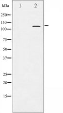 AF6086 at 1/100 staining Mouse testis tissue by IHC-P. The sample was formaldehyde fixed and a heat mediated antigen retrieval step in citrate buffer was performed. The sample was then blocked and incubated with the antibody for 1.5 hours at 22¡ãC. An HRP conjugated goat anti-rabbit antibody was used as the secondary