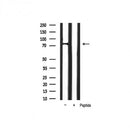 AF3418 staining HeLa by IF/ICC. The sample were fixed with PFA and permeabilized in 0.1% Triton X-100,then blocked in 10% serum for 45 minutes at 25¡ãC. The primary antibody was diluted at 1/200 and incubated with the sample for 1 hour at 37¡ãC. An  Alexa Fluor 594 conjugated goat anti-rabbit IgG (H+L) Ab, diluted at 1/600, was used as the secondary antibod
