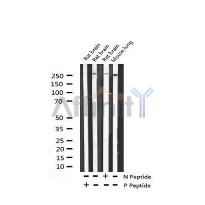 AF3421 staining 293 by IF/ICC. The sample were fixed with PFA and permeabilized in 0.1% Triton X-100,then blocked in 10% serum for 45 minutes at 25¡ãC. The primary antibody was diluted at 1/200 and incubated with the sample for 1 hour at 37¡ãC. An  Alexa Fluor 594 conjugated goat anti-rabbit IgG (H+L) Ab, diluted at 1/600, was used as the secondary antibod