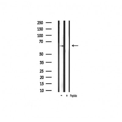 Western blot analysis of extracts from mouse brain, using Phospho-PAK1 (Thr212) Antibody.