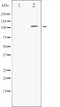 AF3429 staining NIH-3T3 by IF/ICC. The sample were fixed with PFA and permeabilized in 0.1% Triton X-100,then blocked in 10% serum for 45 minutes at 25¡ãC. The primary antibody was diluted at 1/200 and incubated with the sample for 1 hour at 37¡ãC. An  Alexa Fluor 594 conjugated goat anti-rabbit IgG (H+L) Ab, diluted at 1/600, was used as the secondary antibod