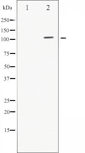 AF3429 staining NIH-3T3 by IF/ICC. The sample were fixed with PFA and permeabilized in 0.1% Triton X-100,then blocked in 10% serum for 45 minutes at 25¡ãC. The primary antibody was diluted at 1/200 and incubated with the sample for 1 hour at 37¡ãC. An  Alexa Fluor 594 conjugated goat anti-rabbit IgG (H+L) Ab, diluted at 1/600, was used as the secondary antibod