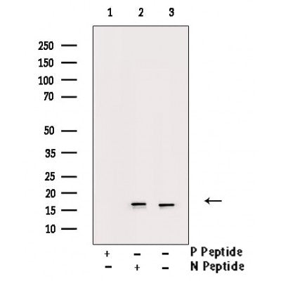 AF3430 staining COS7 by IF/ICC. The sample were fixed with PFA and permeabilized in 0.1% Triton X-100,then blocked in 10% serum for 45 minutes at 25¡ãC. The primary antibody was diluted at 1/200 and incubated with the sample for 1 hour at 37¡ãC. An  Alexa Fluor 594 conjugated goat anti-rabbit IgG (H+L) Ab, diluted at 1/600, was used as the secondary antibod