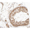 AF0245 at 1/100 staining human testis tissue sections by IHC-P. The tissue was formaldehyde fixed and a heat mediated antigen retrieval step in citrate buffer was performed. The tissue was then blocked and incubated with the antibody for 1.5 hours at 22¡ãC. An HRP conjugated goat anti-rabbit antibody was used as the secondary