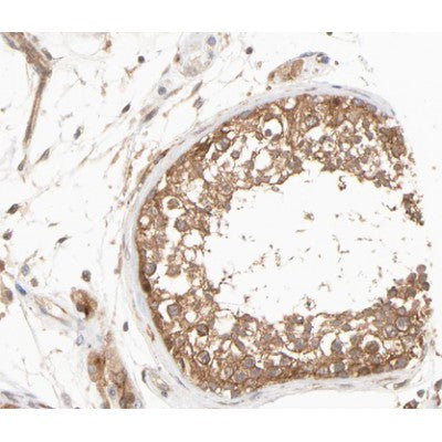 AF0245 at 1/100 staining human testis tissue sections by IHC-P. The tissue was formaldehyde fixed and a heat mediated antigen retrieval step in citrate buffer was performed. The tissue was then blocked and incubated with the antibody for 1.5 hours at 22¡ãC. An HRP conjugated goat anti-rabbit antibody was used as the secondary