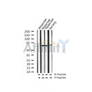 AF3433 staining Hela by IF/ICC. The sample were fixed with PFA and permeabilized in 0.1% Triton X-100,then blocked in 10% serum for 45 minutes at 25¡ãC. The primary antibody was diluted at 1/200 and incubated with the sample for 1 hour at 37¡ãC. An  Alexa Fluor 594 conjugated goat anti-rabbit IgG (H+L) Ab, diluted at 1/600, was used as the secondary antibod
