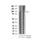 AF3436 staining HeLa by IF/ICC. The sample were fixed with PFA and permeabilized in 0.1% Triton X-100,then blocked in 10% serum for 45 minutes at 25¡ãC. The primary antibody was diluted at 1/200 and incubated with the sample for 1 hour at 37¡ãC. An  Alexa Fluor 594 conjugated goat anti-rabbit IgG (H+L) Ab, diluted at 1/600, was used as the secondary antibod