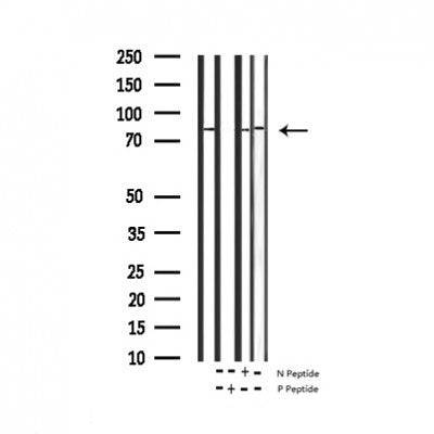 AF3437 staining HeLa by IF/ICC. The sample were fixed with PFA and permeabilized in 0.1% Triton X-100,then blocked in 10% serum for 45 minutes at 25¡ãC. The primary antibody was diluted at 1/200 and incubated with the sample for 1 hour at 37¡ãC. An  Alexa Fluor 594 conjugated goat anti-rabbit IgG (H+L) Ab, diluted at 1/600, was used as the secondary antibod