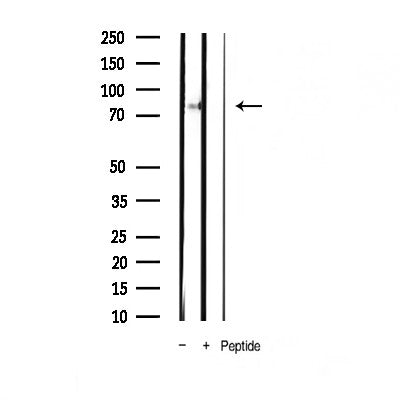 AF3441 staining Hela by IF/ICC. The sample were fixed with PFA and permeabilized in 0.1% Triton X-100,then blocked in 10% serum for 45 minutes at 25¡ãC. The primary antibody was diluted at 1/200 and incubated with the sample for 1 hour at 37¡ãC. An  Alexa Fluor 594 conjugated goat anti-rabbit IgG (H+L) Ab, diluted at 1/600, was used as the secondary antibod