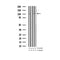 AF3444 staining A549 cells by IF/ICC. The sample were fixed with PFA and permeabilized in 0.1% Triton X-100,then blocked in 10% serum for 45 minutes at 25¡ãC. The primary antibody was diluted at 1/200 and incubated with the sample for 1 hour at 37¡ãC. An  Alexa Fluor 594 conjugated goat anti-rabbit IgG (H+L) antibody(Cat.