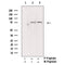 AF3453 at 1/100 staining Mouse liver tissue by IHC-P. The sample was formaldehyde fixed and a heat mediated antigen retrieval step in citrate buffer was performed. The sample was then blocked and incubated with the antibody for 1.5 hours at 22¡ãC. An HRP conjugated goat anti-rabbit antibody was used as the secondary