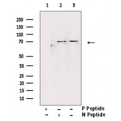AF3453 at 1/100 staining Mouse liver tissue by IHC-P. The sample was formaldehyde fixed and a heat mediated antigen retrieval step in citrate buffer was performed. The sample was then blocked and incubated with the antibody for 1.5 hours at 22¡ãC. An HRP conjugated goat anti-rabbit antibody was used as the secondary