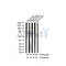 AF3454 staining HeLa by IF/ICC. The sample were fixed with PFA and permeabilized in 0.1% Triton X-100,then blocked in 10% serum for 45 minutes at 25¡ãC. The primary antibody was diluted at 1/200 and incubated with the sample for 1 hour at 37¡ãC. An  Alexa Fluor 594 conjugated goat anti-rabbit IgG (H+L) Ab, diluted at 1/600, was used as the secondary antibod