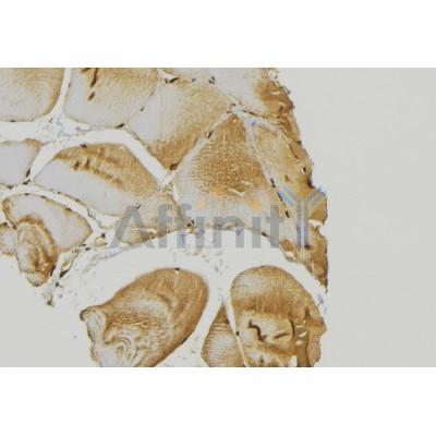AF0247 at 1/100 staining Mouse muscle tissue by IHC-P. The sample was formaldehyde fixed and a heat mediated antigen retrieval step in citrate buffer was performed. The sample was then blocked and incubated with the antibody for 1.5 hours at 22¡ãC. An HRP conjugated goat anti-rabbit antibody was used as the secondary