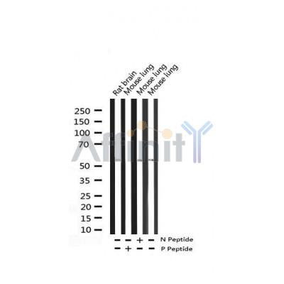 AF3464 staining HepG2 by IF/ICC. The sample were fixed with PFA and permeabilized in 0.1% Triton X-100,then blocked in 10% serum for 45 minutes at 25¡ãC. The primary antibody was diluted at 1/200 and incubated with the sample for 1 hour at 37¡ãC. An  Alexa Fluor 594 conjugated goat anti-rabbit IgG (H+L) Ab, diluted at 1/600, was used as the secondary antibod