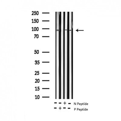 AF3468 staining NIH-3T3 by IF/ICC. The sample were fixed with PFA and permeabilized in 0.1% Triton X-100,then blocked in 10% serum for 45 minutes at 25¡ãC. The primary antibody was diluted at 1/200 and incubated with the sample for 1 hour at 37¡ãC. An  Alexa Fluor 594 conjugated goat anti-rabbit IgG (H+L) Ab, diluted at 1/600, was used as the secondary antibod