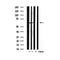 Western blot analysis of extracts from rat spleen, using Phospho-HDAC2 (Ser394) Antibody.