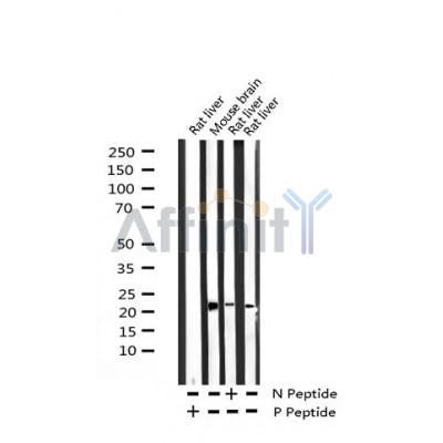 AF3472 staining 293 cells by IF/ICC. The sample were fixed with PFA and permeabilized in 0.1% Triton X-100,then blocked in 10% serum for 45 minutes at 25¡ãC. The primary antibody was diluted at 1/200 and incubated with the sample for 1 hour at 37¡ãC. An  Alexa Fluor 594 conjugated goat anti-rabbit IgG (H+L) antibody(Cat.