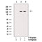Western blot analysis of Phospho-SirT1 (Ser47) Antibody expression in JK cells lysates.The lane on the right is treated with the antigen-specific peptide.
