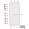 AF3475 staining COS7 by IF/ICC. The sample were fixed with PFA and permeabilized in 0.1% Triton X-100,then blocked in 10% serum for 45 minutes at 25¡ãC. The primary antibody was diluted at 1/200 and incubated with the sample for 1 hour at 37¡ãC. An  Alexa Fluor 594 conjugated goat anti-rabbit IgG (H+L) Ab, diluted at 1/600, was used as the secondary antibod
