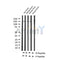 AF3477 staining MDA-MB-435 by IF/ICC. The sample were fixed with PFA and permeabilized in 0.1% Triton X-100,then blocked in 10% serum for 45 minutes at 25¡ãC. The primary antibody was diluted at 1/200 and incubated with the sample for 1 hour at 37¡ãC. An  Alexa Fluor 594 conjugated goat anti-rabbit IgG (H+L) Ab, diluted at 1/600, was used as the secondary antibod