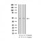AF3481 staining Hela by IF/ICC. The sample were fixed with PFA and permeabilized in 0.1% Triton X-100,then blocked in 10% serum for 45 minutes at 25¡ãC. The primary antibody was diluted at 1/200 and incubated with the sample for 1 hour at 37¡ãC. An  Alexa Fluor 594 conjugated goat anti-rabbit IgG (H+L) Ab, diluted at 1/600, was used as the secondary antibod