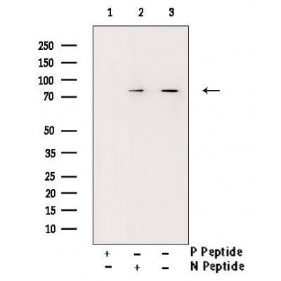 AF3482 staining COS7 by IF/ICC. The sample were fixed with PFA and permeabilized in 0.1% Triton X-100,then blocked in 10% serum for 45 minutes at 25¡ãC. The primary antibody was diluted at 1/200 and incubated with the sample for 1 hour at 37¡ãC. An  Alexa Fluor 594 conjugated goat anti-rabbit IgG (H+L) Ab, diluted at 1/600, was used as the secondary antibod