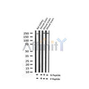 AF3483 staining 293 by IF/ICC. The sample were fixed with PFA and permeabilized in 0.1% Triton X-100,then blocked in 10% serum for 45 minutes at 25¡ãC. The primary antibody was diluted at 1/200 and incubated with the sample for 1 hour at 37¡ãC. An  Alexa Fluor 594 conjugated goat anti-rabbit IgG (H+L) Ab, diluted at 1/600, was used as the secondary antibod