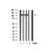 AF3490 staining Hela by IF/ICC. The sample were fixed with PFA and permeabilized in 0.1% Triton X-100,then blocked in 10% serum for 45 minutes at 25¡ãC. The primary antibody was diluted at 1/200 and incubated with the sample for 1 hour at 37¡ãC. An  Alexa Fluor 594 conjugated goat anti-rabbit IgG (H+L) Ab, diluted at 1/600, was used as the secondary antibod