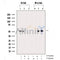 AF3492 staining NIH-3T3 by IF/ICC. The sample were fixed with PFA and permeabilized in 0.1% Triton X-100,then blocked in 10% serum for 45 minutes at 25¡ãC. The primary antibody was diluted at 1/200 and incubated with the sample for 1 hour at 37¡ãC. An  Alexa Fluor 594 conjugated goat anti-rabbit IgG (H+L) Ab, diluted at 1/600, was used as the secondary antibod