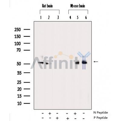 AF3492 staining NIH-3T3 by IF/ICC. The sample were fixed with PFA and permeabilized in 0.1% Triton X-100,then blocked in 10% serum for 45 minutes at 25¡ãC. The primary antibody was diluted at 1/200 and incubated with the sample for 1 hour at 37¡ãC. An  Alexa Fluor 594 conjugated goat anti-rabbit IgG (H+L) Ab, diluted at 1/600, was used as the secondary antibod