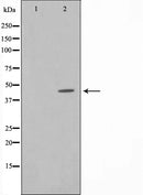 AF6002 staining Hela by IF/ICC. The sample were fixed with PFA and permeabilized in 0.1% Triton X-100,then blocked in 10% serum for 45 minutes at 25¡ãC. The primary antibody was diluted at 1/200 and incubated with the sample for 1 hour at 37¡ãC. An  Alexa Fluor 594 conjugated goat anti-rabbit IgG (H+L) Ab, diluted at 1/600, was used as the secondary antibod