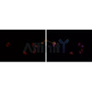 AF6005 staining HeLa by IF/ICC. The sample were fixed with PFA and permeabilized in 0.1% Triton X-100,then blocked in 10% serum for 45 minutes at 25¡ãC. The primary antibody was diluted at 1/200 and incubated with the sample for 1 hour at 37¡ãC. An  Alexa Fluor 594 conjugated goat anti-rabbit IgG (H+L) Ab, diluted at 1/600, was used as the secondary antibod