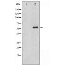 AF6007 at 1/100 staining Mouse colon tissue by IHC-P. The sample was formaldehyde fixed and a heat mediated antigen retrieval step in citrate buffer was performed. The sample was then blocked and incubated with the antibody for 1.5 hours at 22¡ãC. An HRP conjugated goat anti-rabbit antibody was used as the secondary
