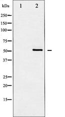 AF6008 staining HeLa by IF/ICC. The sample were fixed with PFA and permeabilized in 0.1% Triton X-100,then blocked in 10% serum for 45 minutes at 25¡ãC. The primary antibody was diluted at 1/200 and incubated with the sample for 1 hour at 37¡ãC. An  Alexa Fluor 594 conjugated goat anti-rabbit IgG (H+L) Ab, diluted at 1/600, was used as the secondary antibod