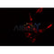 AF0252 staining  HepG2 cells by IF/ICC. The sample were fixed with PFA and permeabilized in 0.1% Triton X-100,then blocked in 10% serum for 45 minutes at 25¡ãC. The primary antibody was diluted at 1/200 and incubated with the sample for 1 hour at 37¡ãC. An  Alexa Fluor 594 conjugated goat anti-rabbit IgG (H+L) antibody(Cat.# S0006), diluted at 1/600, was used as secondary antibod