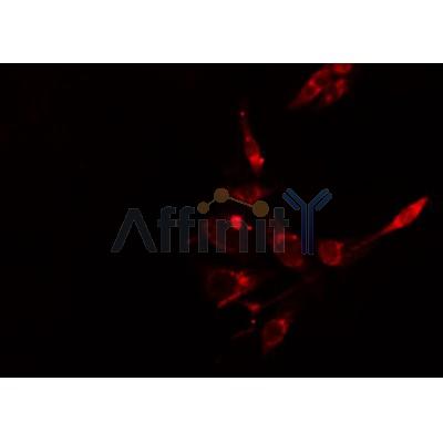 AF0252 staining  HepG2 cells by IF/ICC. The sample were fixed with PFA and permeabilized in 0.1% Triton X-100,then blocked in 10% serum for 45 minutes at 25¡ãC. The primary antibody was diluted at 1/200 and incubated with the sample for 1 hour at 37¡ãC. An  Alexa Fluor 594 conjugated goat anti-rabbit IgG (H+L) antibody(Cat.
