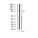 AF6010 at 1/100 staining Mouse testis tissue by IHC-P. The sample was formaldehyde fixed and a heat mediated antigen retrieval step in citrate buffer was performed. The sample was then blocked and incubated with the antibody for 1.5 hours at 22¡ãC. An HRP conjugated goat anti-rabbit antibody was used as the secondary