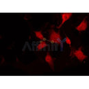 Western blot analysis of extracts from SP2/0, using Aurora Kinase Antibody. Lane 1 was treated with the blocking peptide.