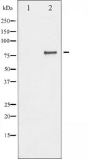 AF6012 at 1/100 staining Human gastric tissue by IHC-P. The sample was formaldehyde fixed and a heat mediated antigen retrieval step in citrate buffer was performed. The sample was then blocked and incubated with the antibody for 1.5 hours at 22¡ãC. An HRP conjugated goat anti-rabbit antibody was used as the secondary