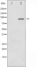 AF6013 at 1/100 staining Human gastric tissue by IHC-P. The sample was formaldehyde fixed and a heat mediated antigen retrieval step in citrate buffer was performed. The sample was then blocked and incubated with the antibody for 1.5 hours at 22¡ãC. An HRP conjugated goat anti-rabbit antibody was used as the secondary