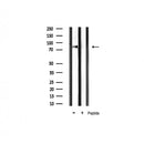 AF6014 at 1/100 staining Human gastric tissue by IHC-P. The sample was formaldehyde fixed and a heat mediated antigen retrieval step in citrate buffer was performed. The sample was then blocked and incubated with the antibody for 1.5 hours at 22¡ãC. An HRP conjugated goat anti-rabbit antibody was used as the secondary