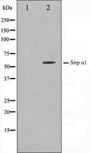 Western blot analysis on HepG2 cell lysate using SHPS1 Antibody,The lane on the left is treated with the antigen-specific peptide.