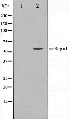 Western blot analysis on HepG2 cell lysate using SHPS1 Antibody,The lane on the left is treated with the antigen-specific peptide.